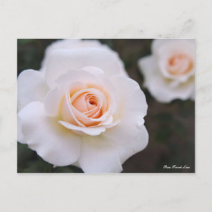 Carte Postale Rosa French Lace [Carte postale]