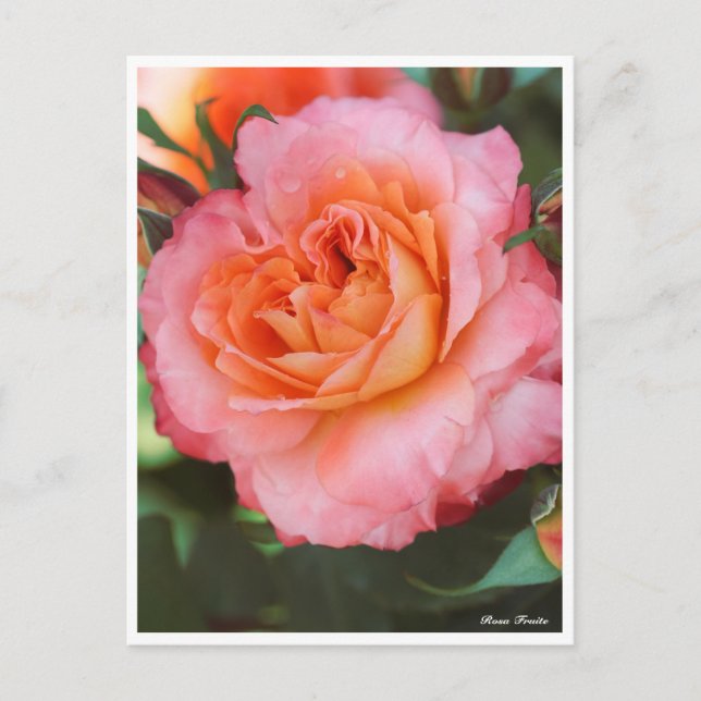 Carte Postale Rosa Fruite (Devant)