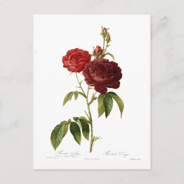 Carte Postale Rosa gallica purpuro-violacée magna (Devant)