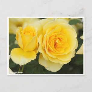 Carte Postale Rosa Gold Bunny