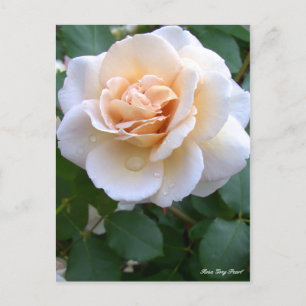 Carte Postale Rosa Grey Pearl [Carte postale]