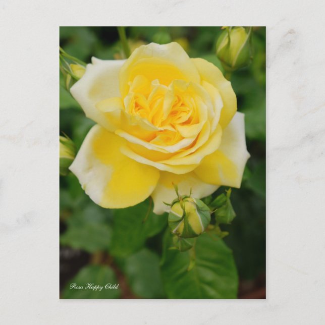 Carte Postale Rosa Happy Child [Carte postale] (Devant)