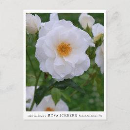 Carte Postale Rosa Iceberg