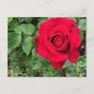 Carte Postale Rosa Ingrid Bergman