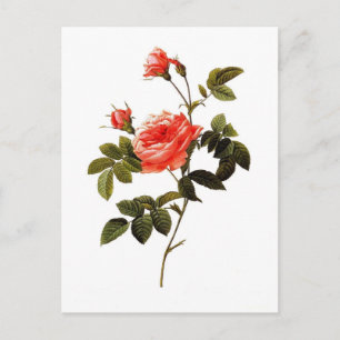 Carte Postale Rosa intermis