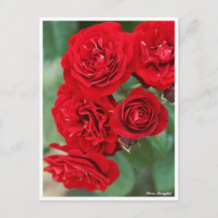 Carte Postale Rosa Lavaglut
