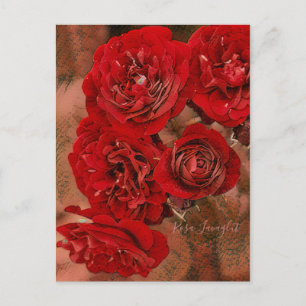 Carte Postale Rosa Lavaglut [Carte postale]