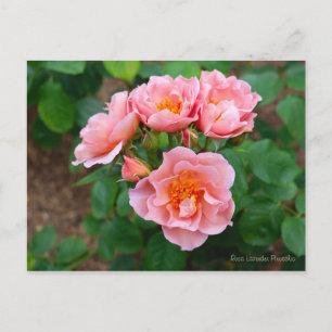 Carte Postale Rosa Lavender Pinocchio [Carte postale]