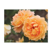 Rosa ‘Manyo’ [Carte Postale] ポ ー ド カ
