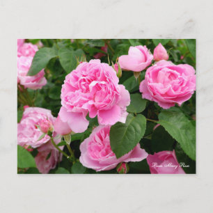 Carte Postale Rosa Mary Rose [Carte postale]
