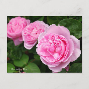 Carte Postale Rosa Mary Rose [Carte postale]
