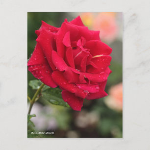 Carte Postale Rosa Mister Lincoln
