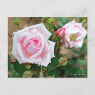 Carte Postale Rosa Mme Léon Pain [Carte postale]