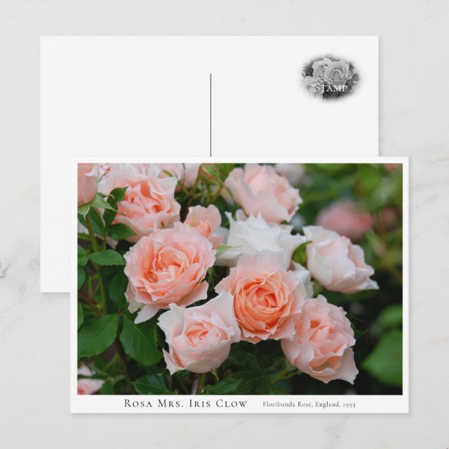Carte Postale Rosa Mrs. Iris Clow (Devant / Derrière)