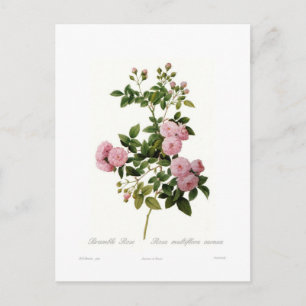 Carte Postale Rosa multiflora carnea(Rose de Bramble)