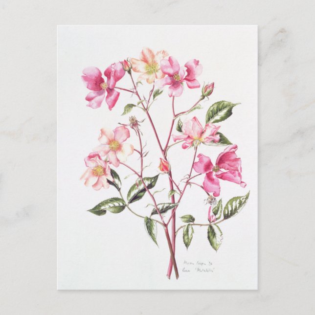 Carte Postale Rosa 'Mutabilis' 1996 (Devant)