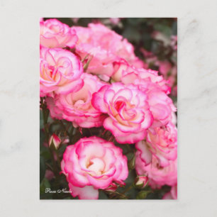 Carte Postale Rosa Nicole [Carte postale]