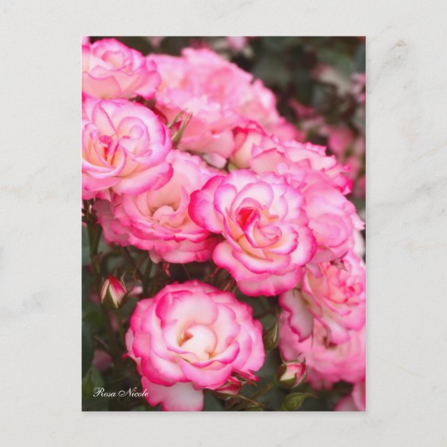 Carte Postale Rosa Nicole [Carte postale] (Devant)