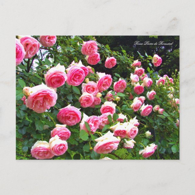 Carte Postale Rosa Pierre de Ronsard [Carte postale] ポ ド ー カ (Devant)