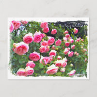 Rosa Pierre de Ronsard [Carte postale] ポ ド ー カ