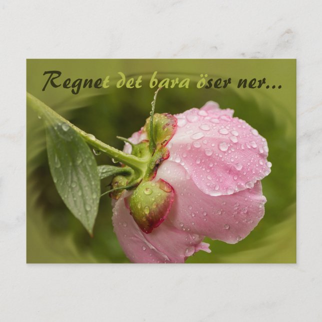 Carte Postale Rosa pion med glittrande vstewroppar CC0516 (Devant)