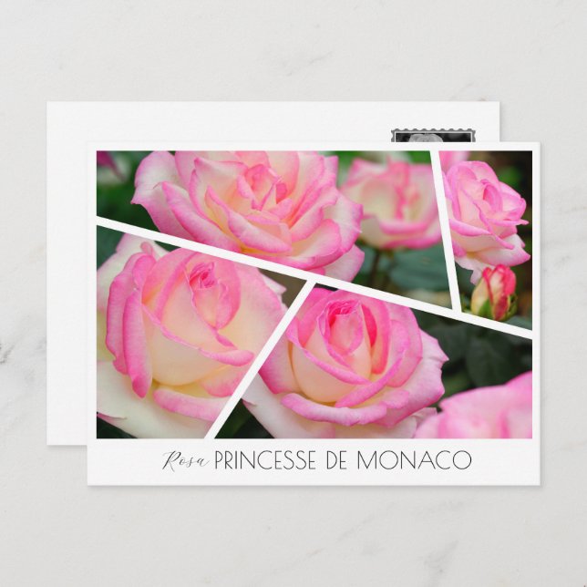 Carte Postale Rosa Princesse de Monaco (Devant / Derrière)