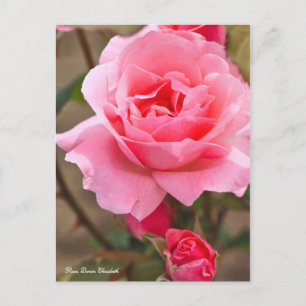 Carte Postale Rosa Queen Elizabeth [Carte Postale] ポ ♥ ー ド カ