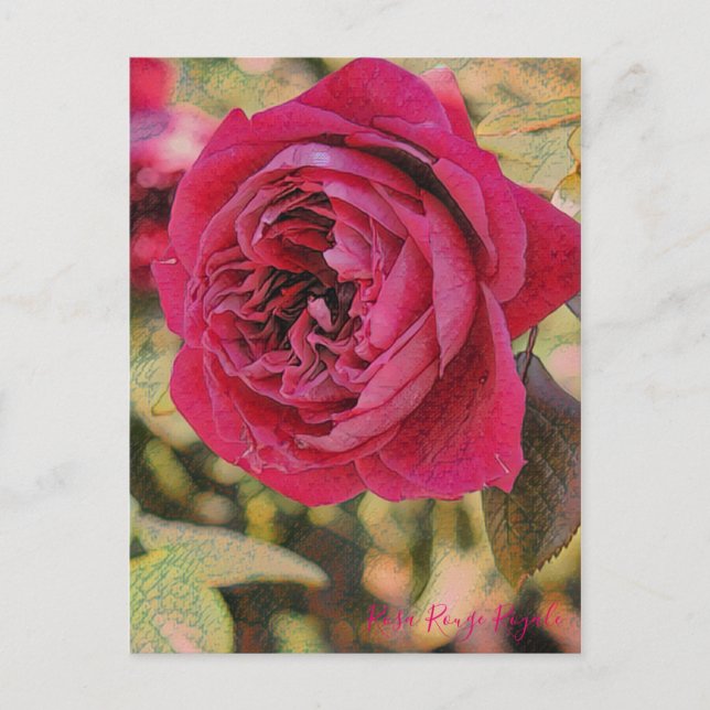 Carte Postale Rosa Rouge Royale [Carte postale] (Devant)