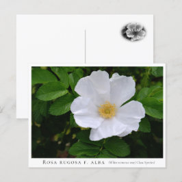 Carte Postale Rosa rugosa