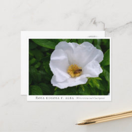 Carte Postale Rosa rugosa