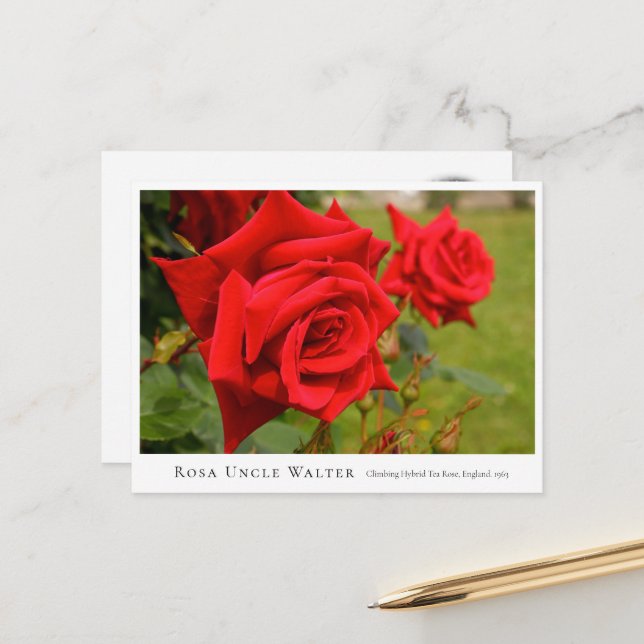 Carte Postale Rosa Uncle Walter (Devant/Arrière en situation)