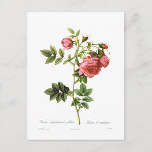 Carte Postale Rosa virginiana plena