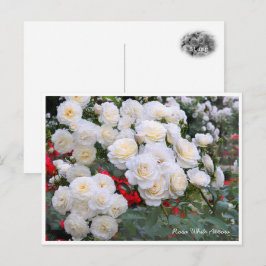 Carte Postale Rosa White Arrow