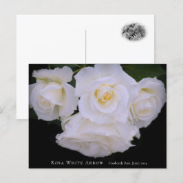Carte Postale Rosa White Arrow