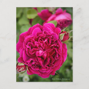 Carte Postale Rosa William Shakespeare [Carte postale]
