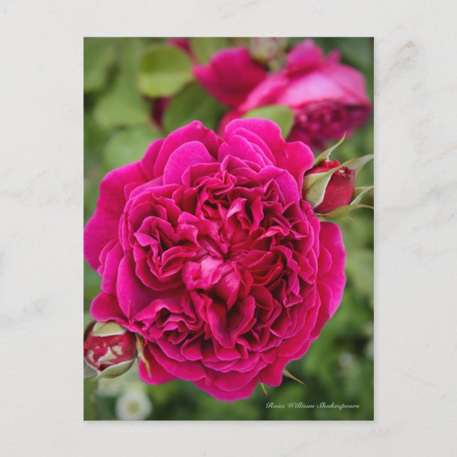Carte Postale Rosa William Shakespeare [Carte postale] (Devant)