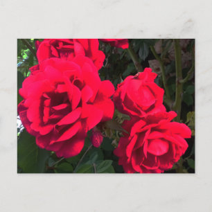 Carte Postale Rosarium de Red Roses