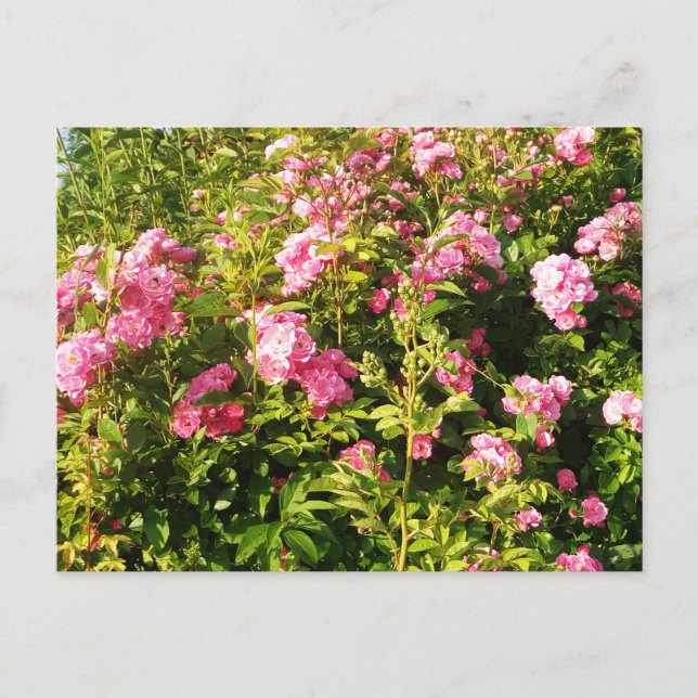 Carte Postale Rosarium en fleurs (Devant)