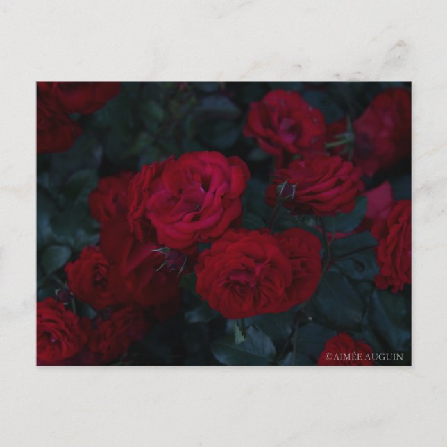 Carte postale rose (Devant)