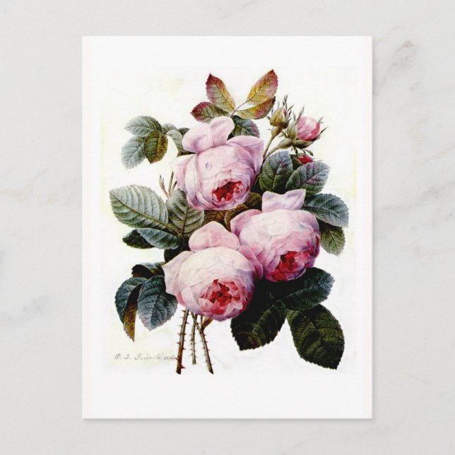 Carte Postale Rose (Devant)