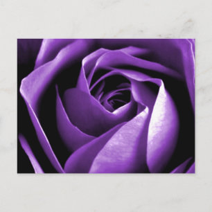 Carte Postale Rose