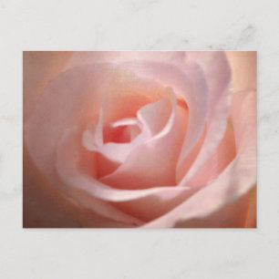 Carte postale rose