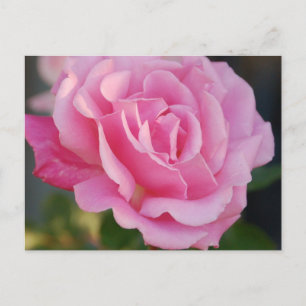 Carte postale rose