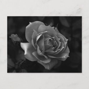 Carte Postale Rose