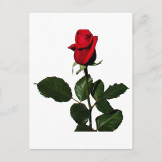CARTE POSTALE ROSE