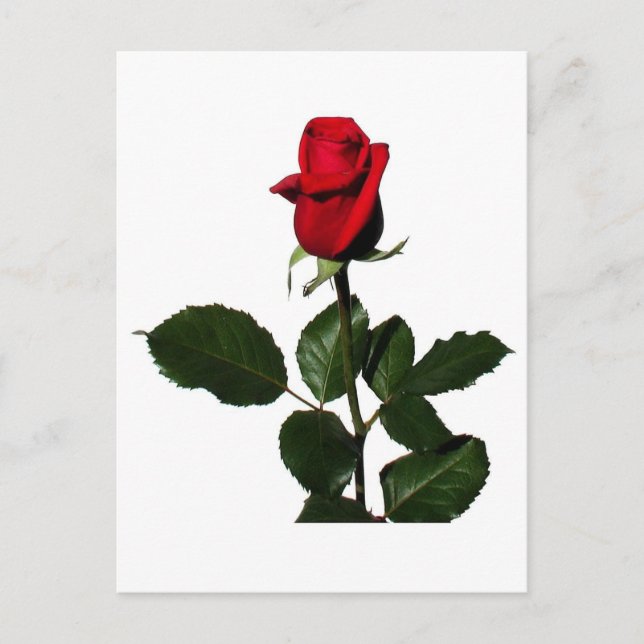 CARTE POSTALE ROSE (Devant)