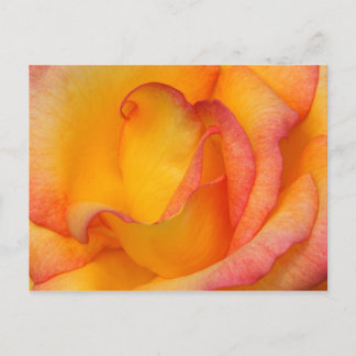 Carte Postale Rose