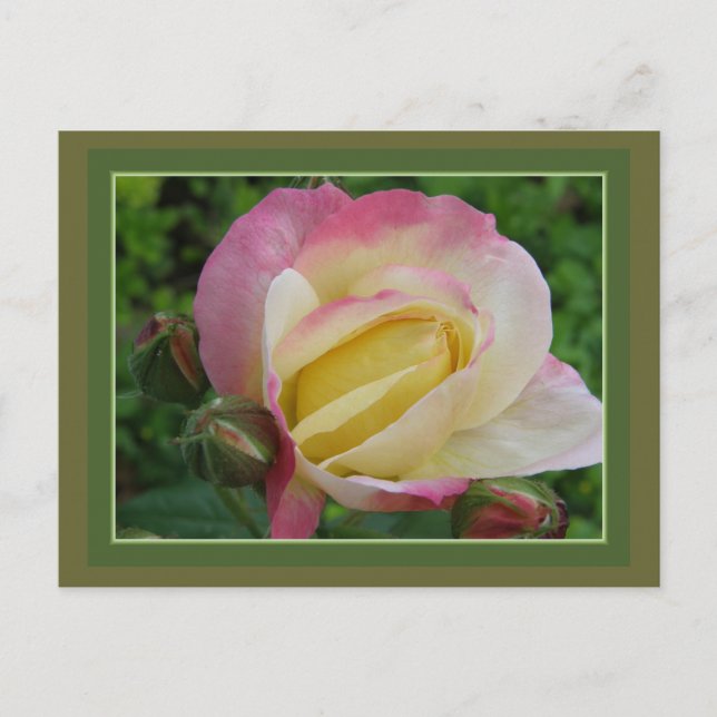 Carte Postale Rose (Devant)