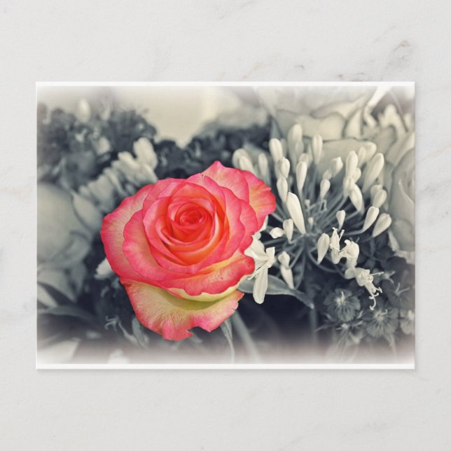 Carte postale rose (Devant)