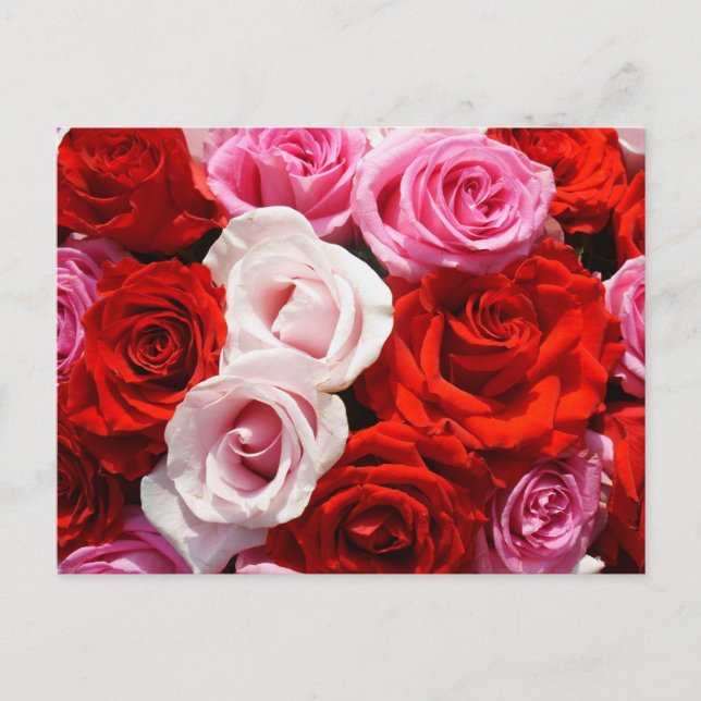 Carte Postale Rose (Devant)